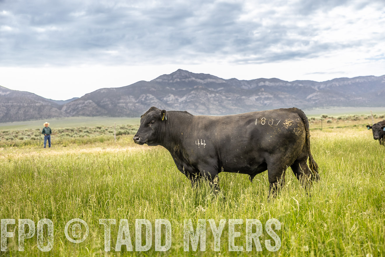 TMyers_PP_Perigo_Nevada_June2023-515005