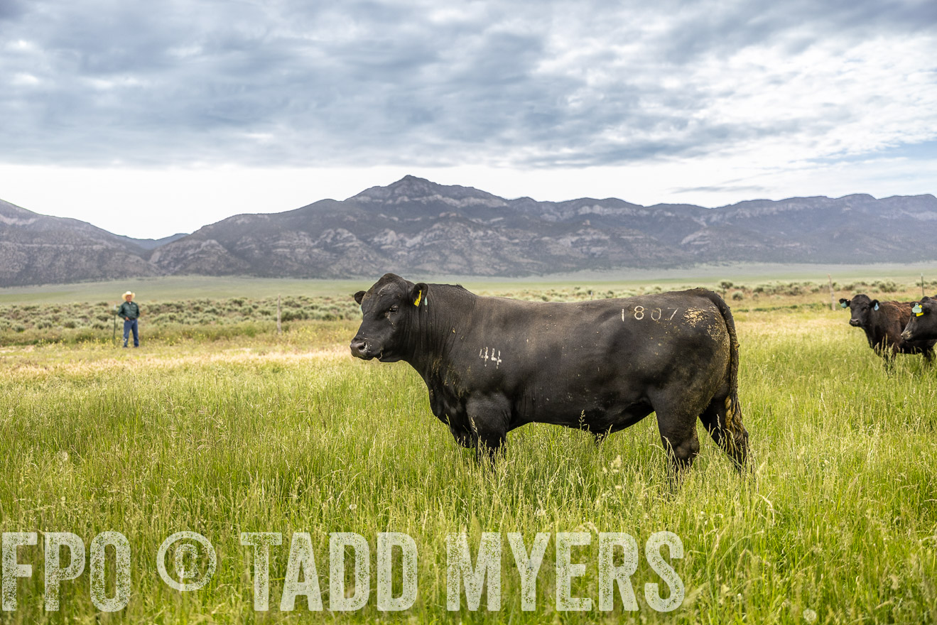 TMyers_PP_Perigo_Nevada_June2023-515018