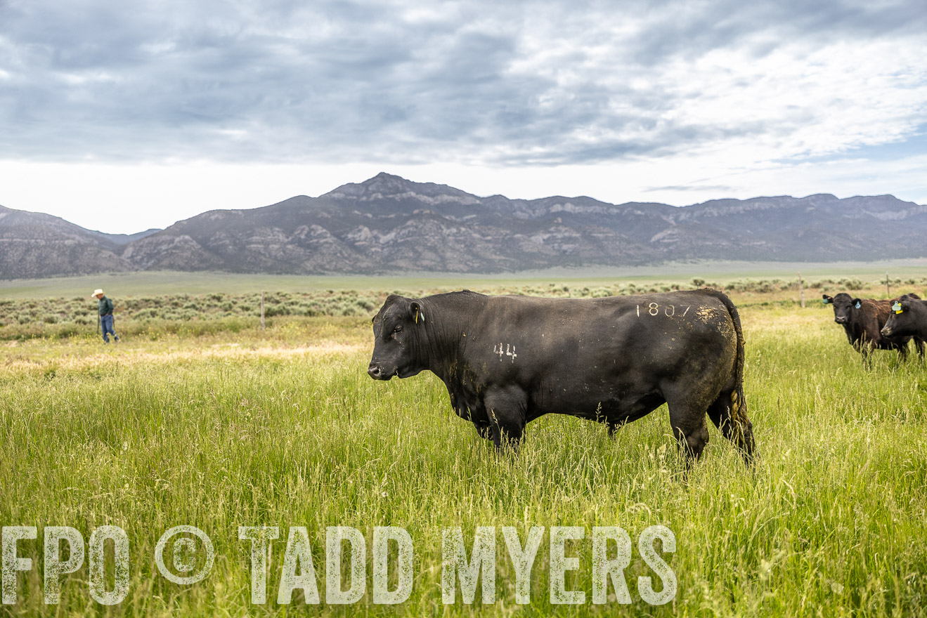 TMyers_PP_Perigo_Nevada_June2023-515020