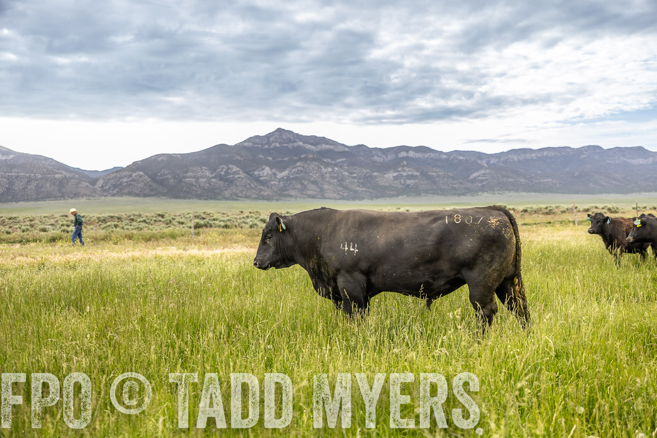 TMyers_PP_Perigo_Nevada_June2023-515022