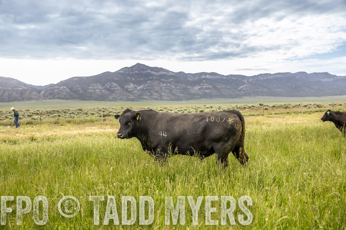 TMyers_PP_Perigo_Nevada_June2023-515027