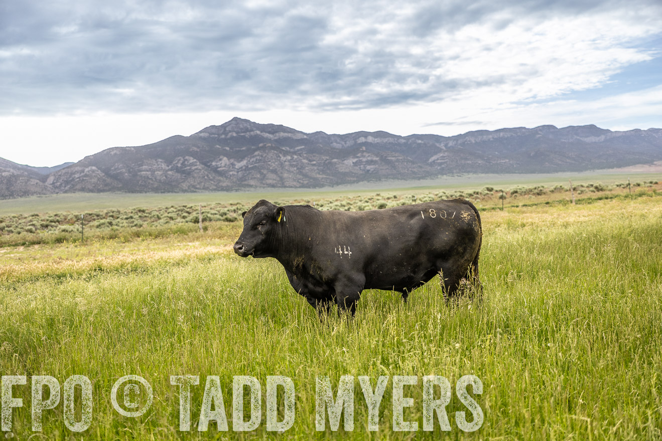 TMyers_PP_Perigo_Nevada_June2023-515031