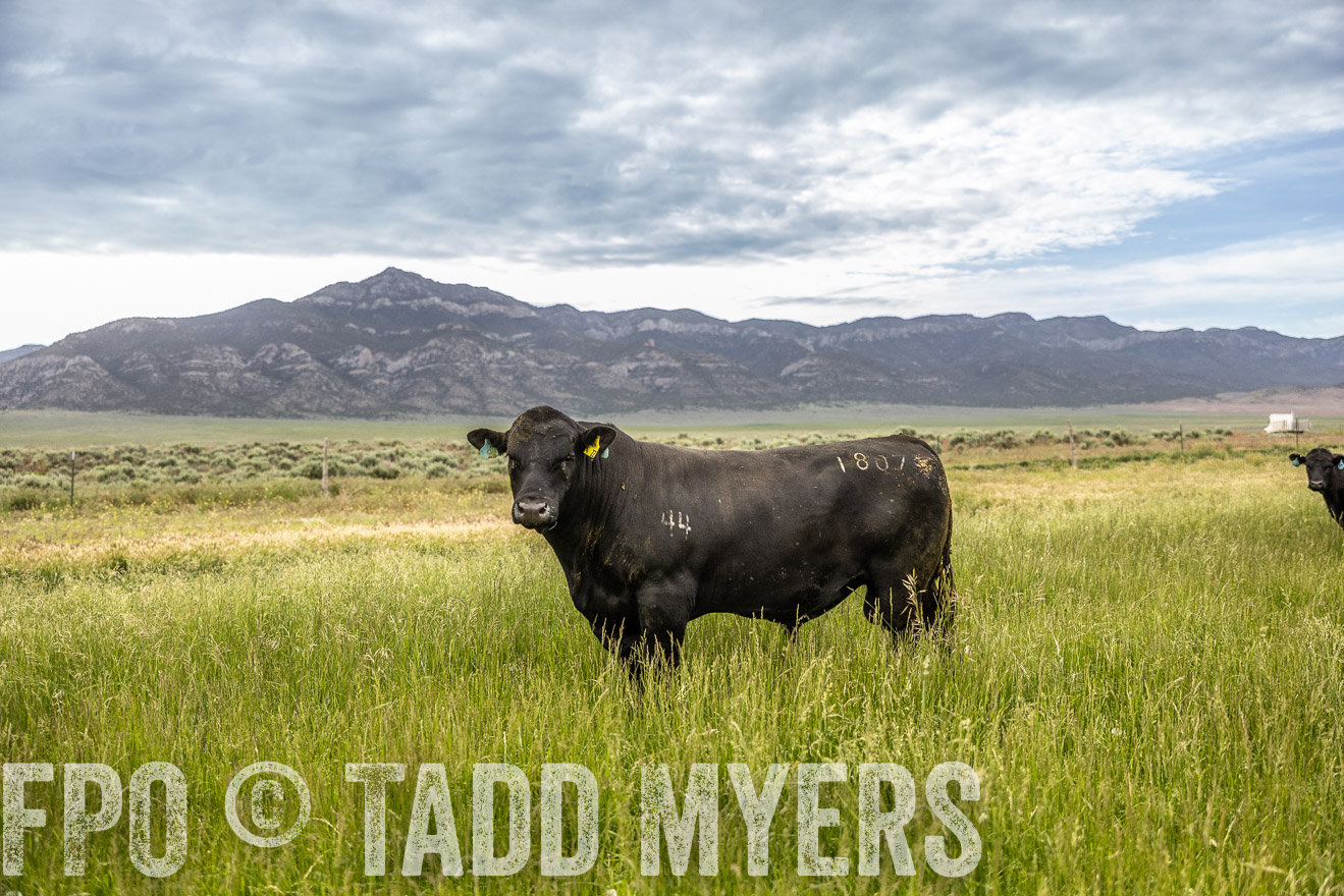 TMyers_PP_Perigo_Nevada_June2023-515035