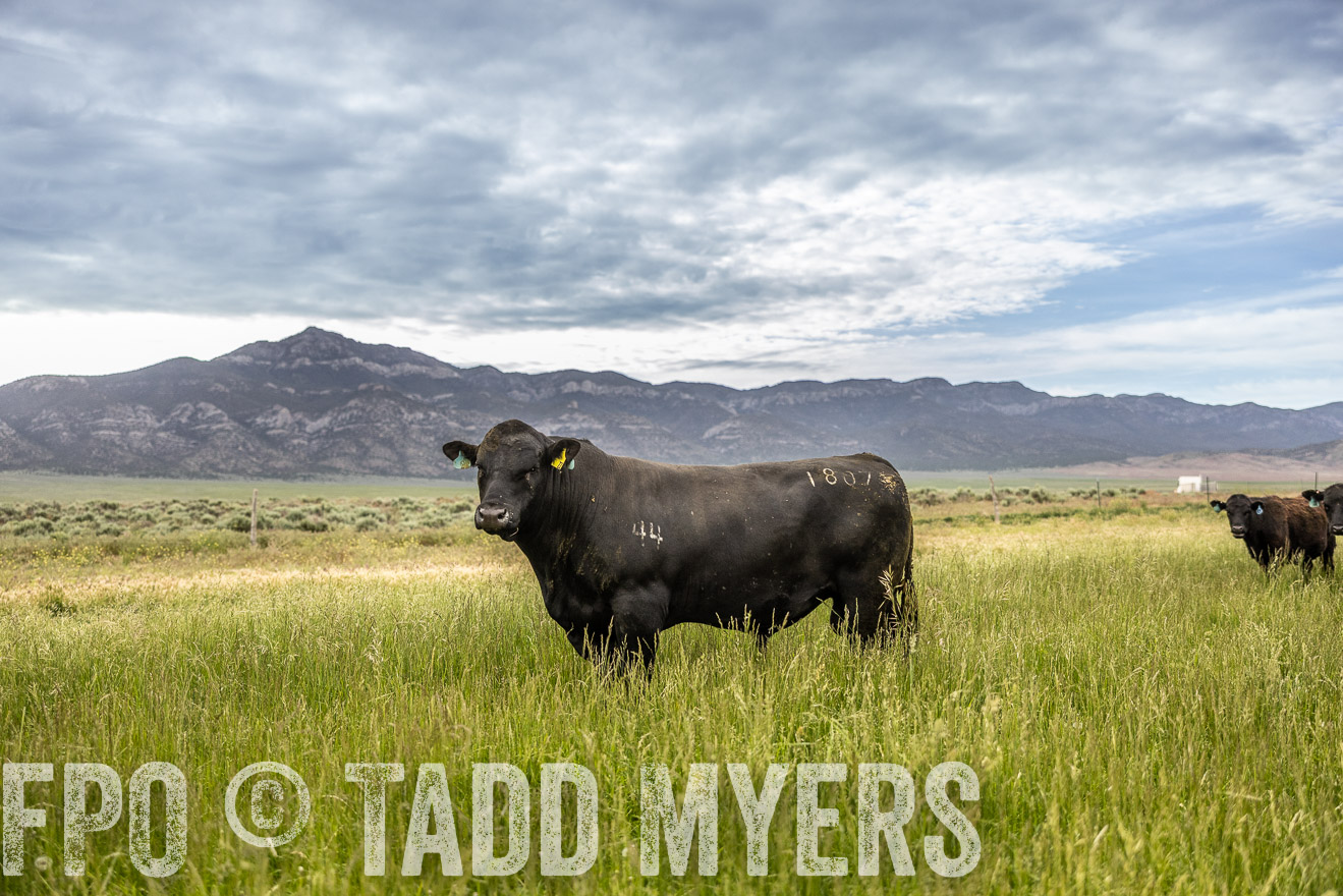 TMyers_PP_Perigo_Nevada_June2023-515040