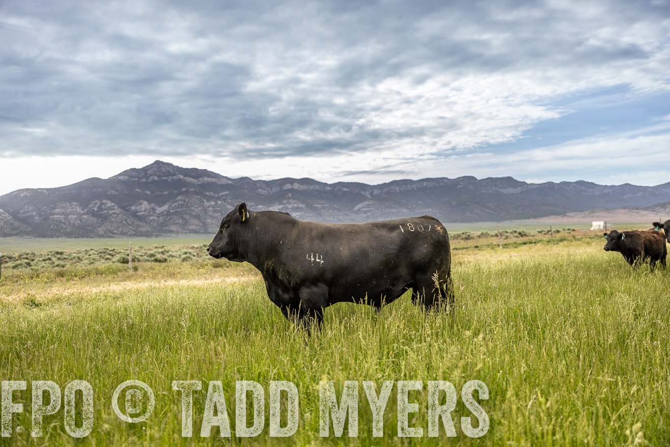 TMyers_PP_Perigo_Nevada_June2023-515046