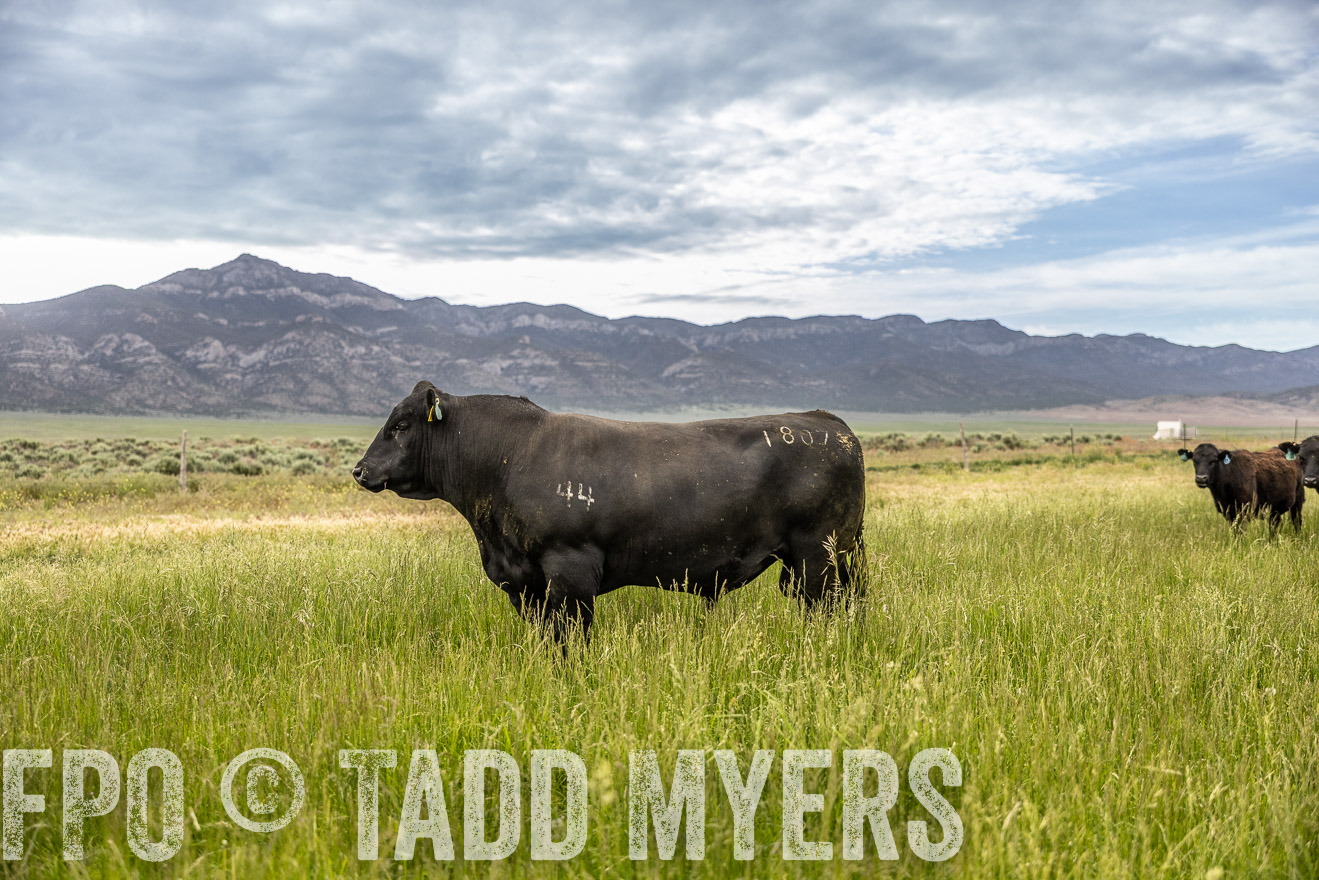 TMyers_PP_Perigo_Nevada_June2023-515054