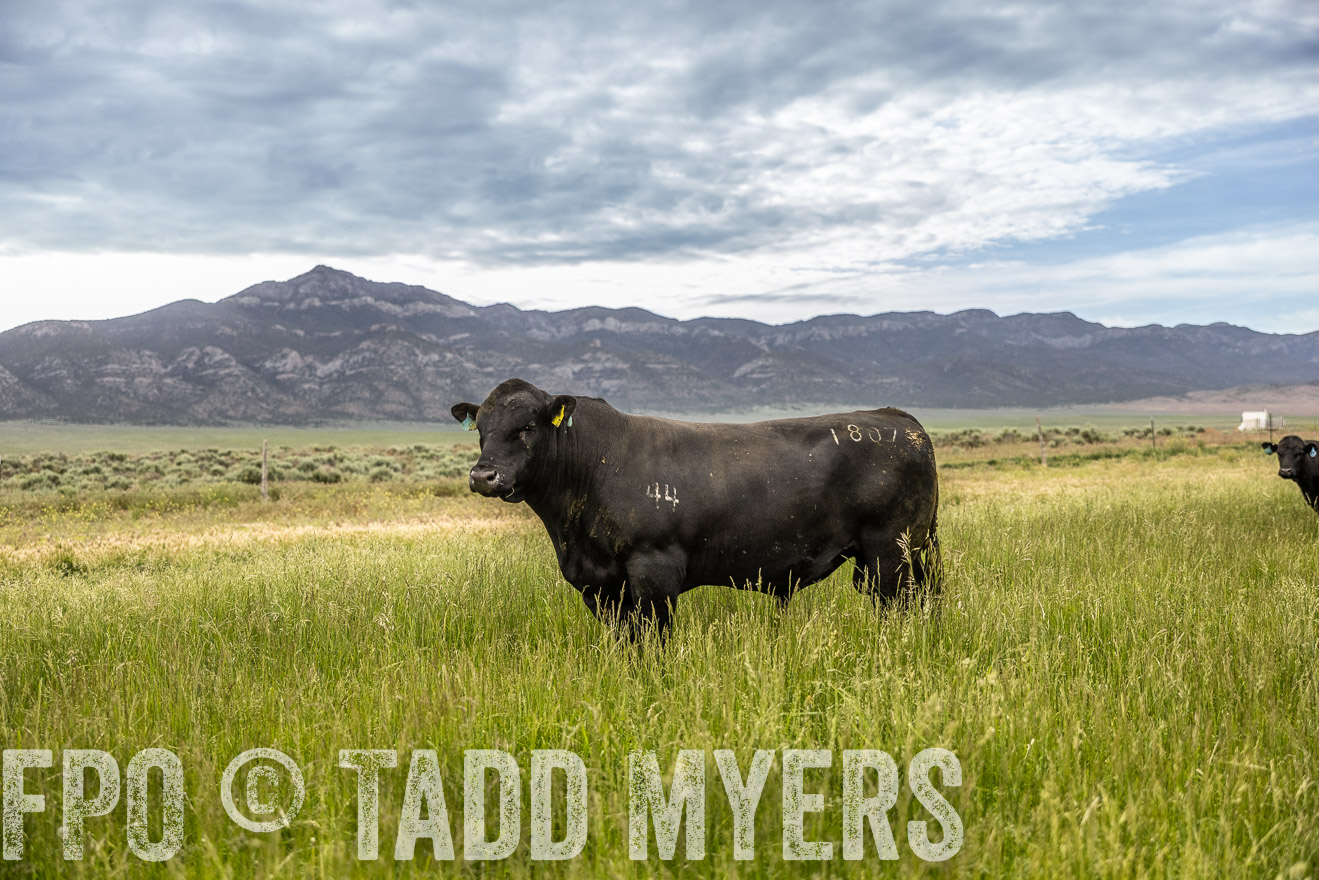 TMyers_PP_Perigo_Nevada_June2023-515061