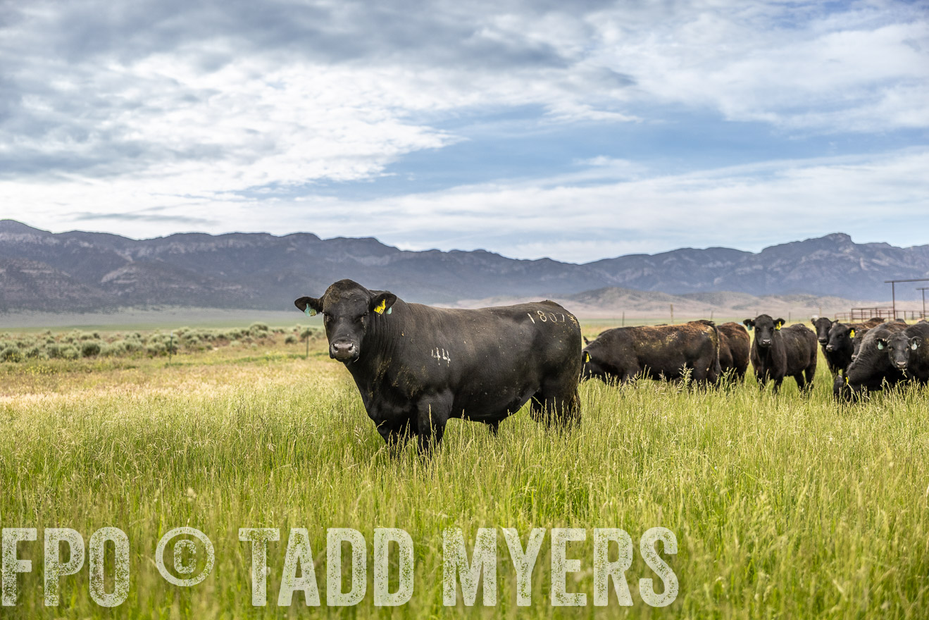 TMyers_PP_Perigo_Nevada_June2023-515065