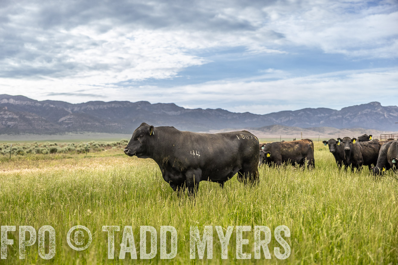 TMyers_PP_Perigo_Nevada_June2023-515072