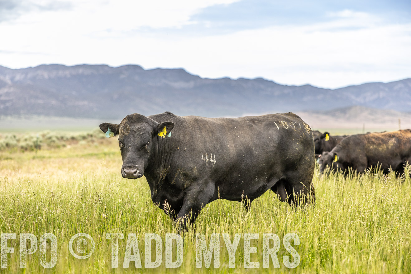TMyers_PP_Perigo_Nevada_June2023-515074