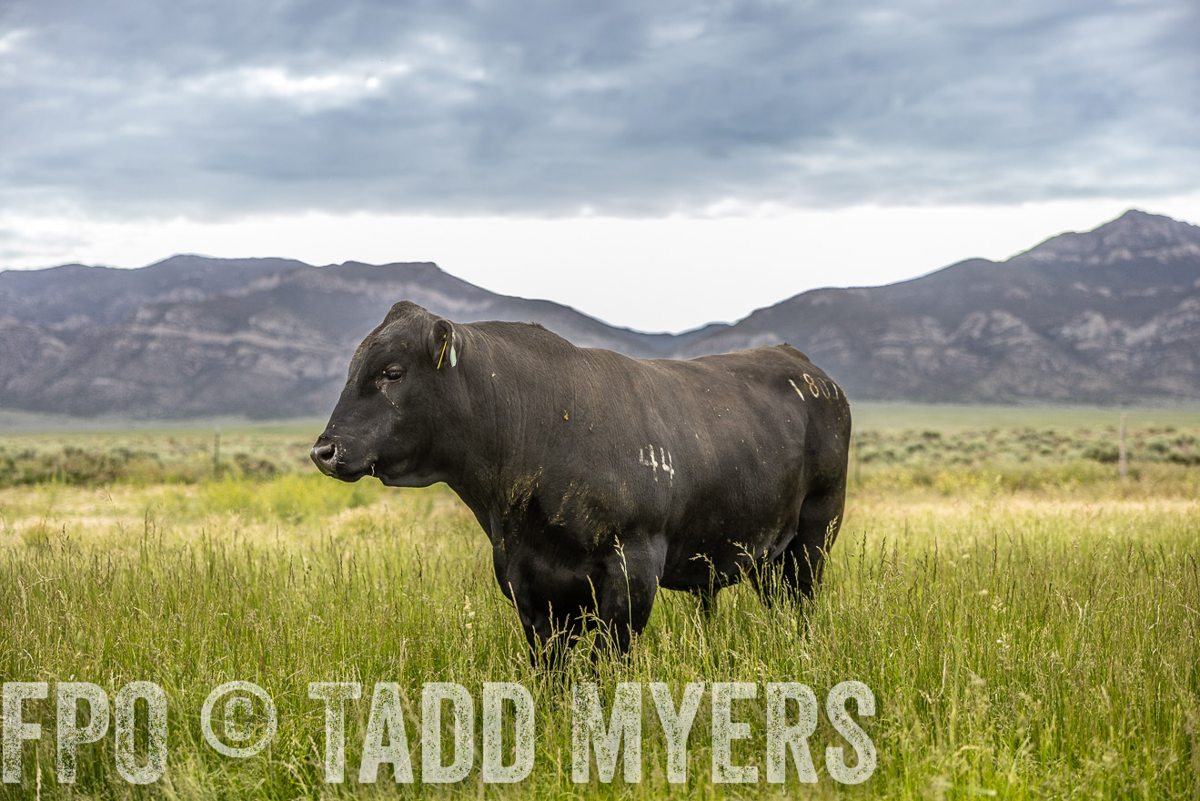 TMyers_PP_Perigo_Nevada_June2023-515097