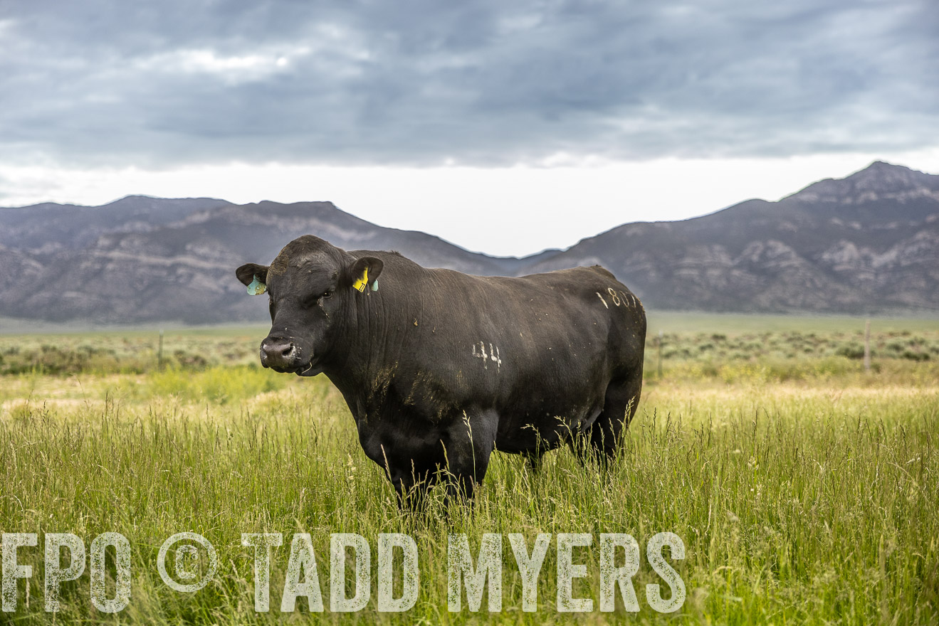 TMyers_PP_Perigo_Nevada_June2023-515102