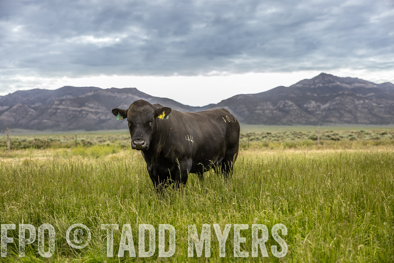 TMyers_PP_Perigo_Nevada_June2023-515116