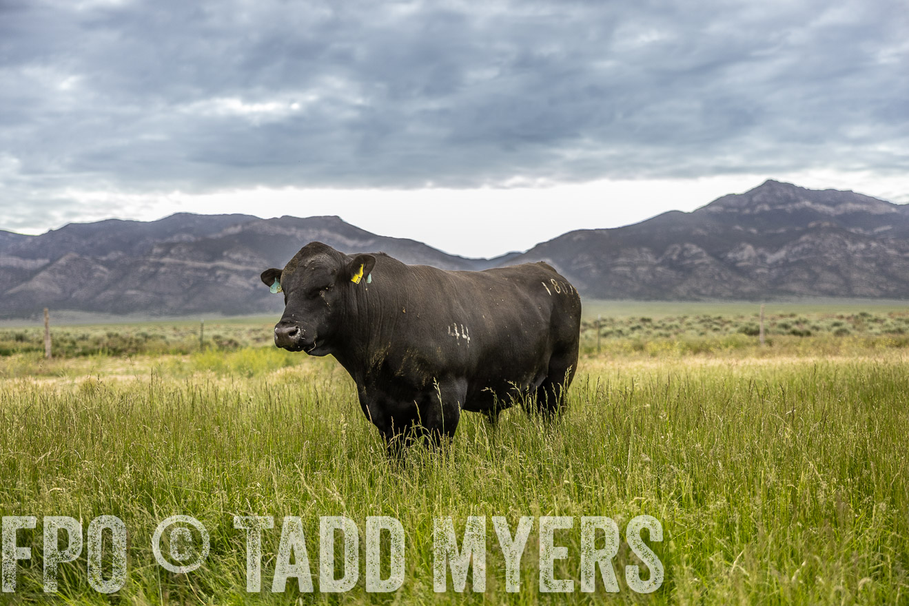 TMyers_PP_Perigo_Nevada_June2023-515124