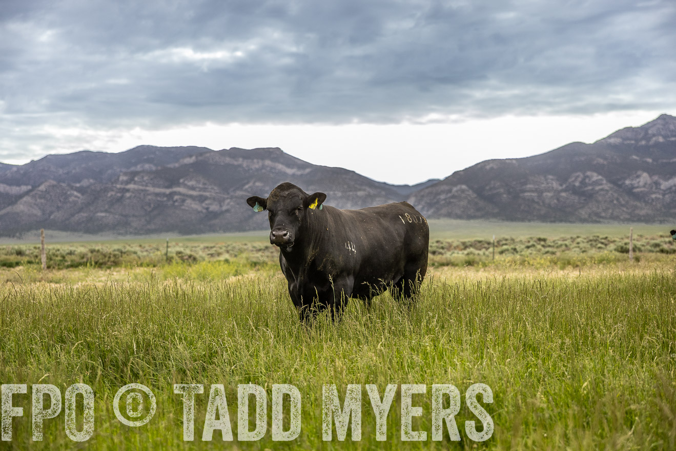 TMyers_PP_Perigo_Nevada_June2023-515147