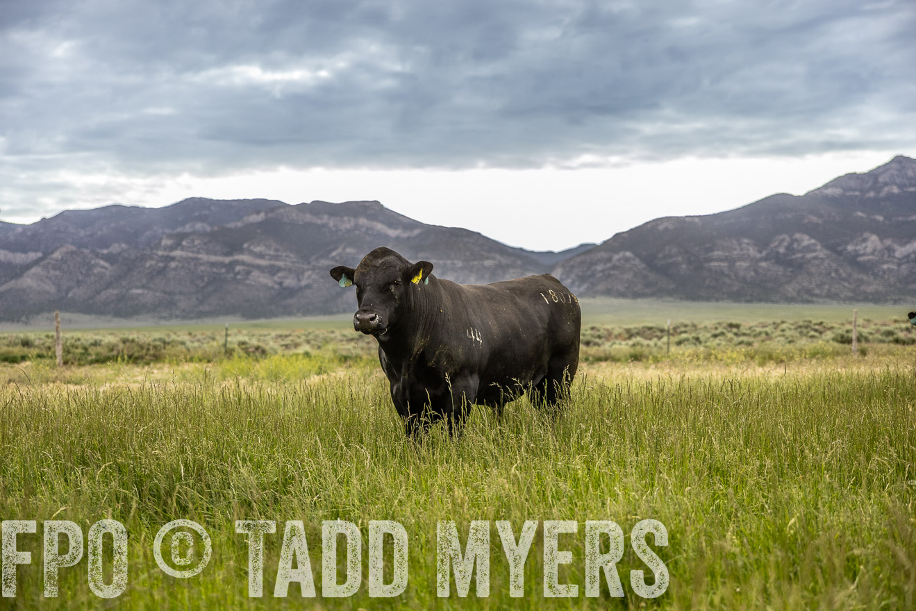 TMyers_PP_Perigo_Nevada_June2023-515149