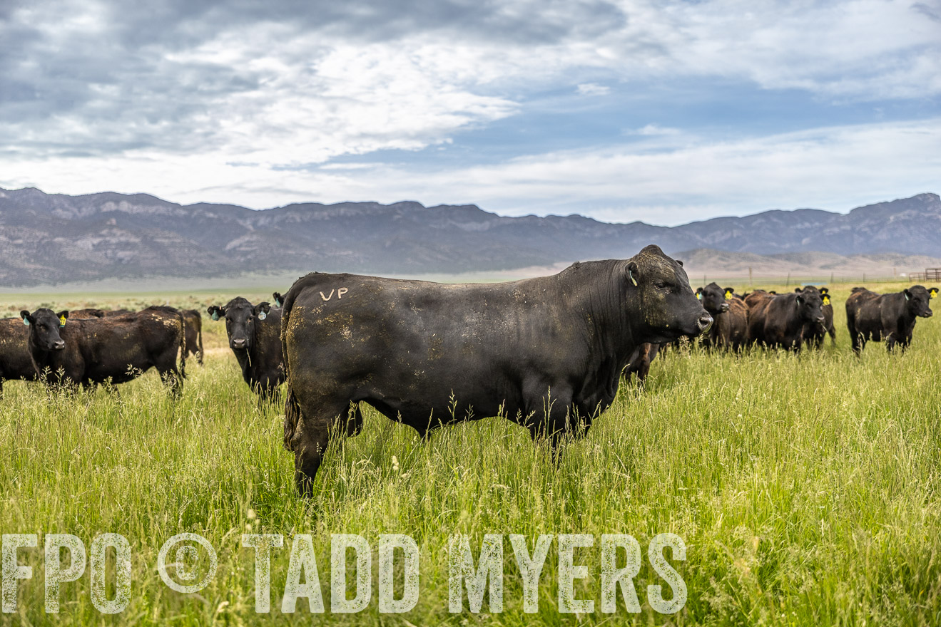 TMyers_PP_Perigo_Nevada_June2023-515173