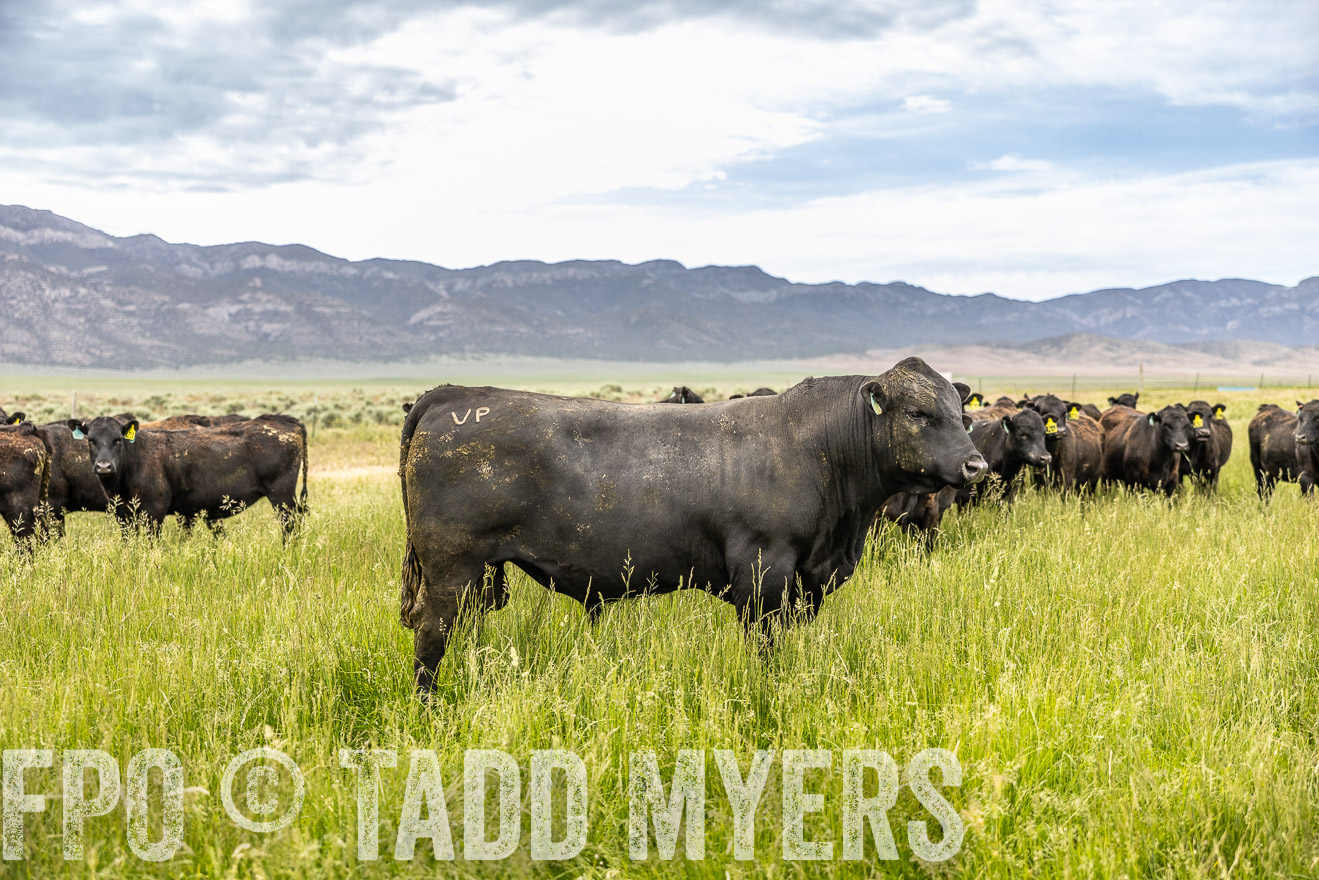 TMyers_PP_Perigo_Nevada_June2023-515177