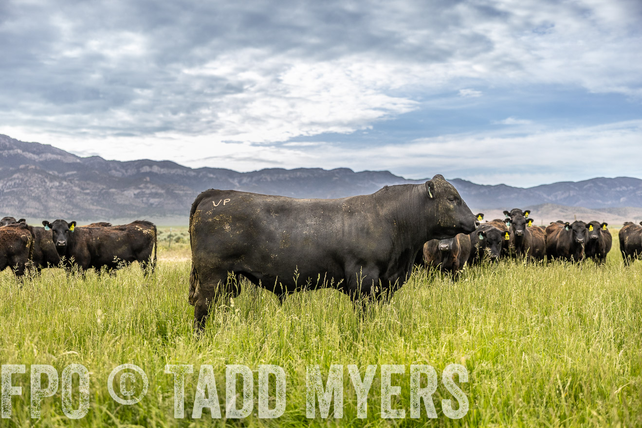 TMyers_PP_Perigo_Nevada_June2023-515178