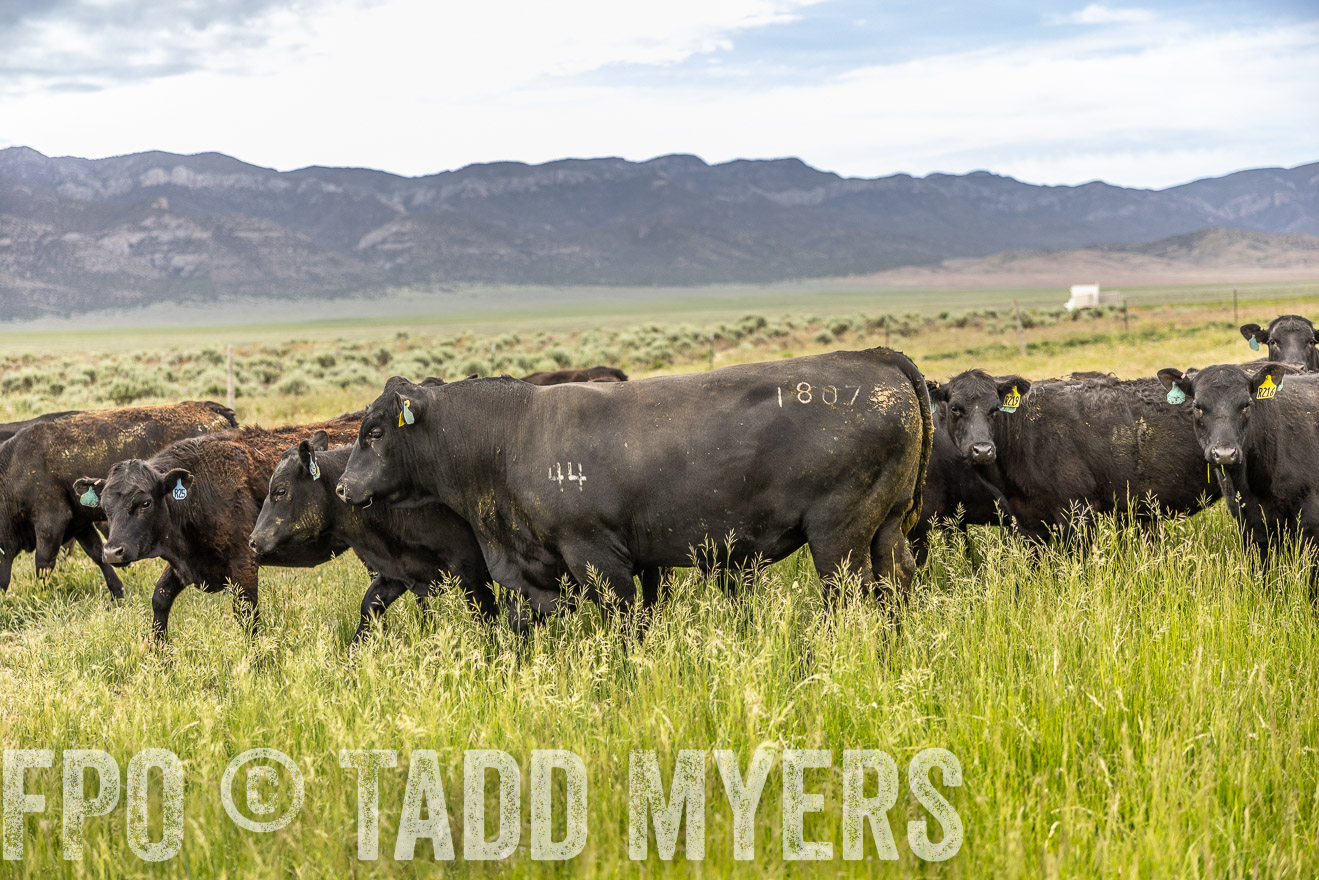 TMyers_PP_Perigo_Nevada_June2023-515210