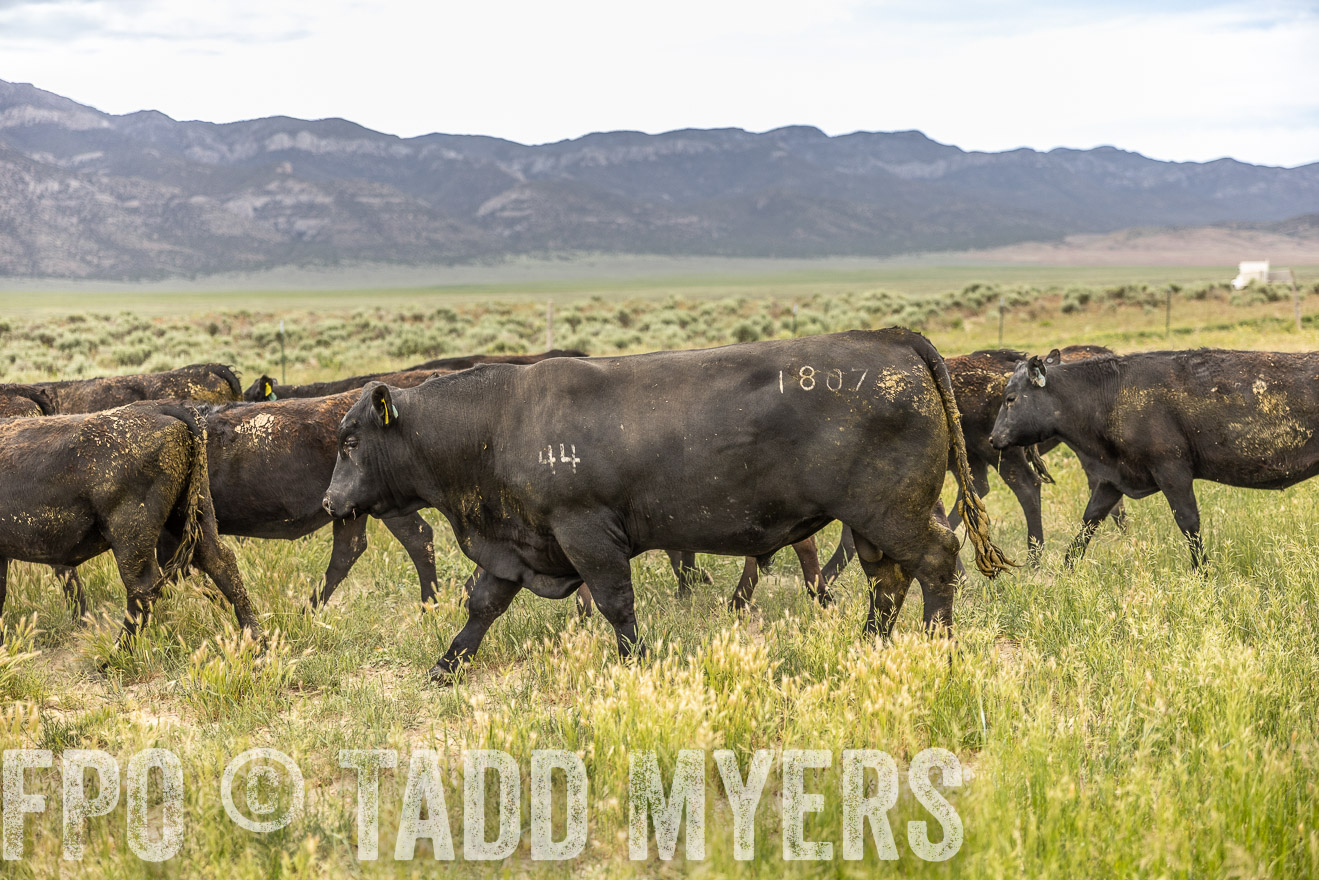 TMyers_PP_Perigo_Nevada_June2023-515212
