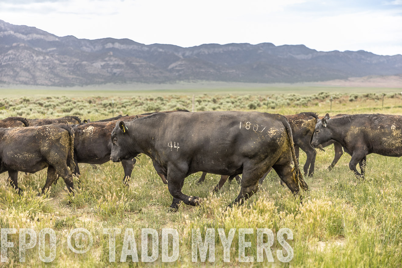 TMyers_PP_Perigo_Nevada_June2023-515214