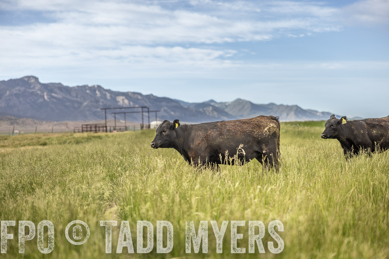 TMyers_PP_Perigo_Nevada_June2023-515220