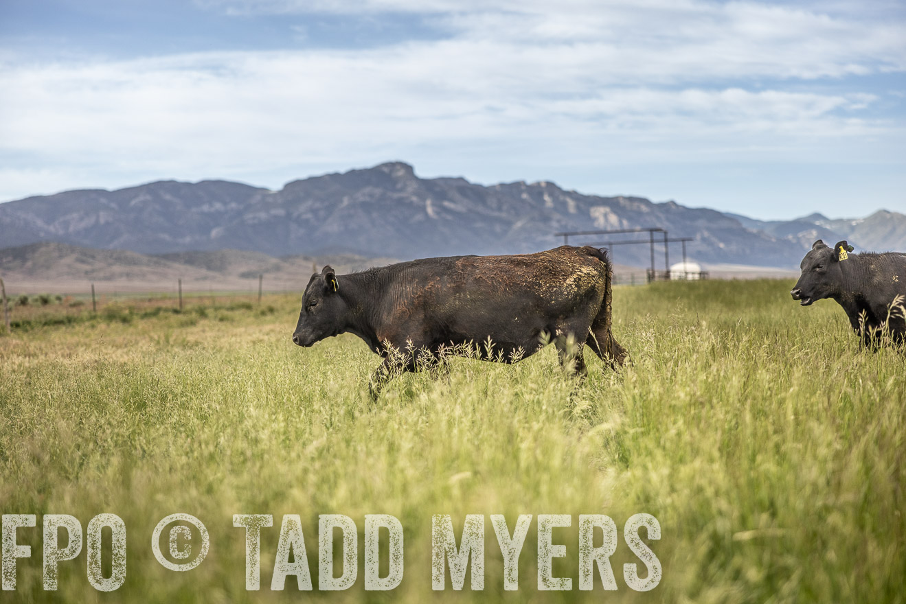 TMyers_PP_Perigo_Nevada_June2023-515224