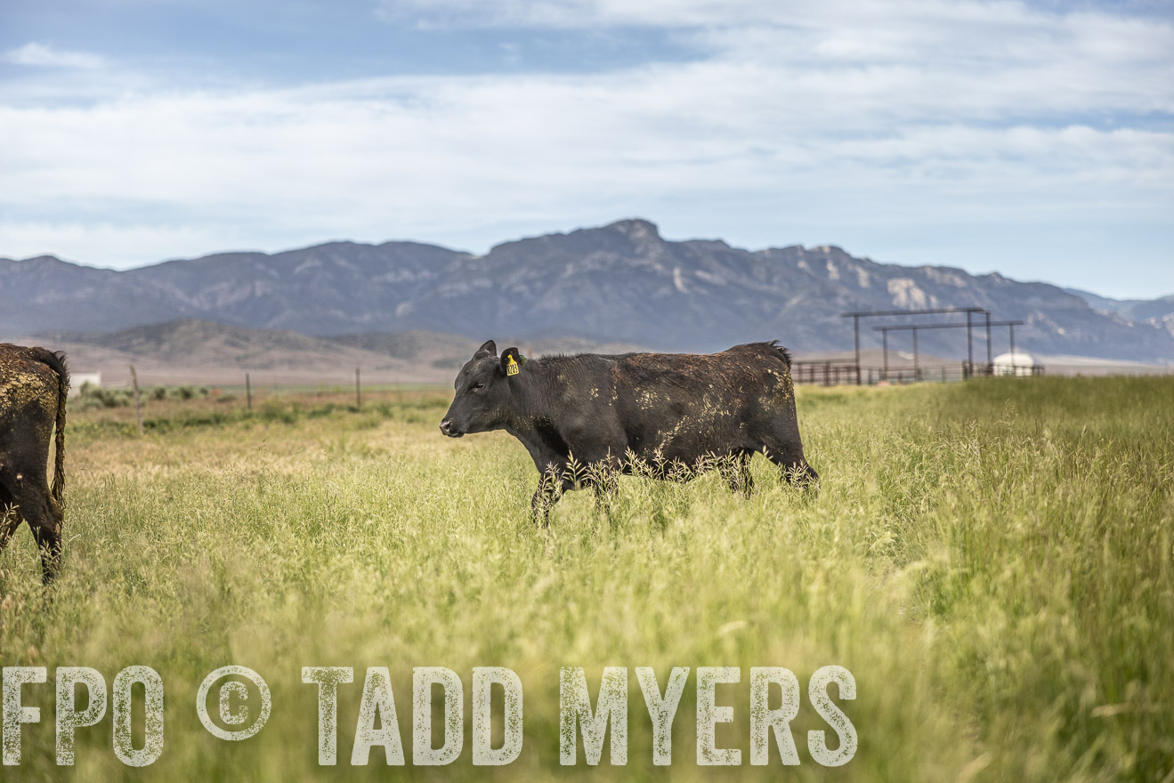 TMyers_PP_Perigo_Nevada_June2023-515232