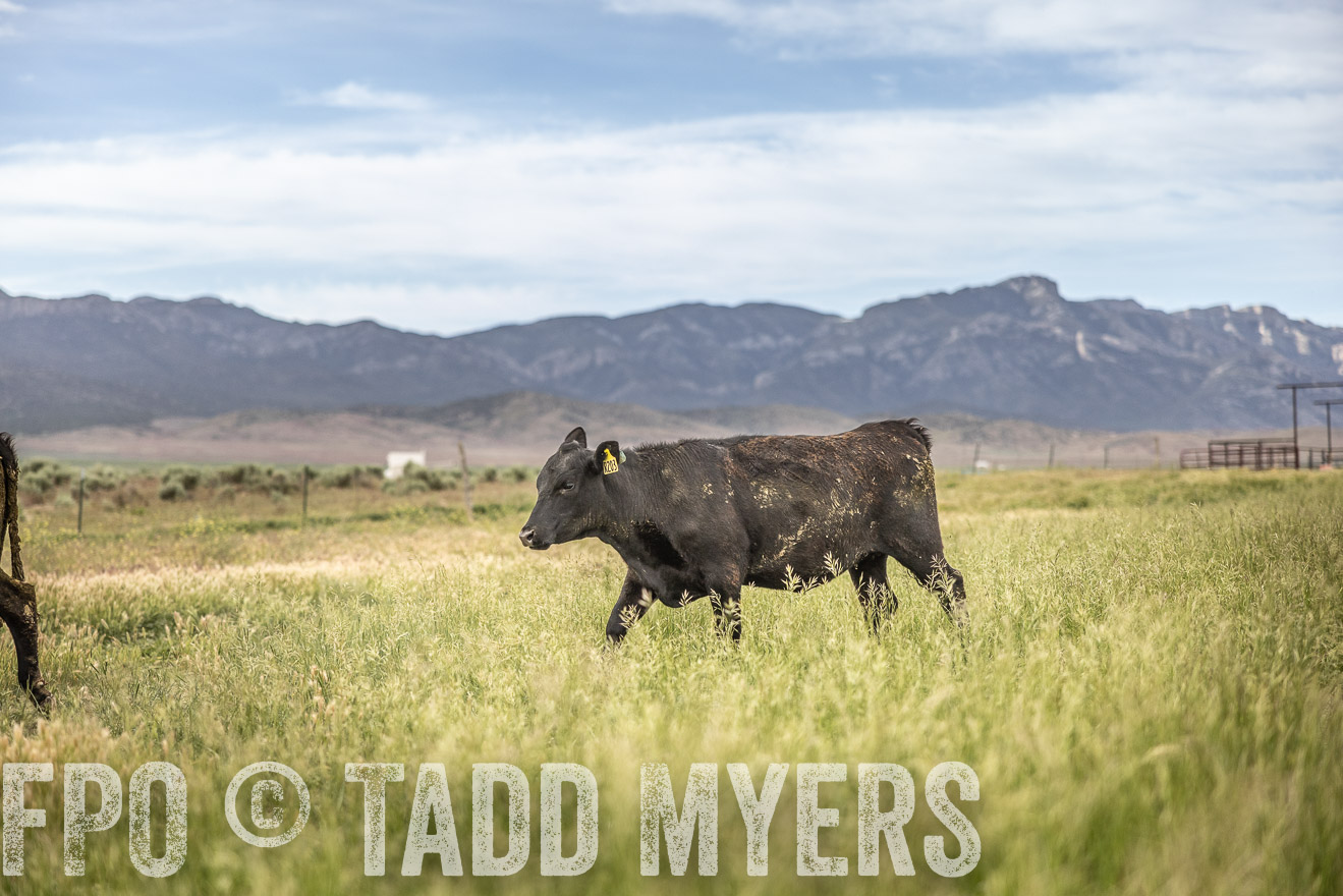 TMyers_PP_Perigo_Nevada_June2023-515234
