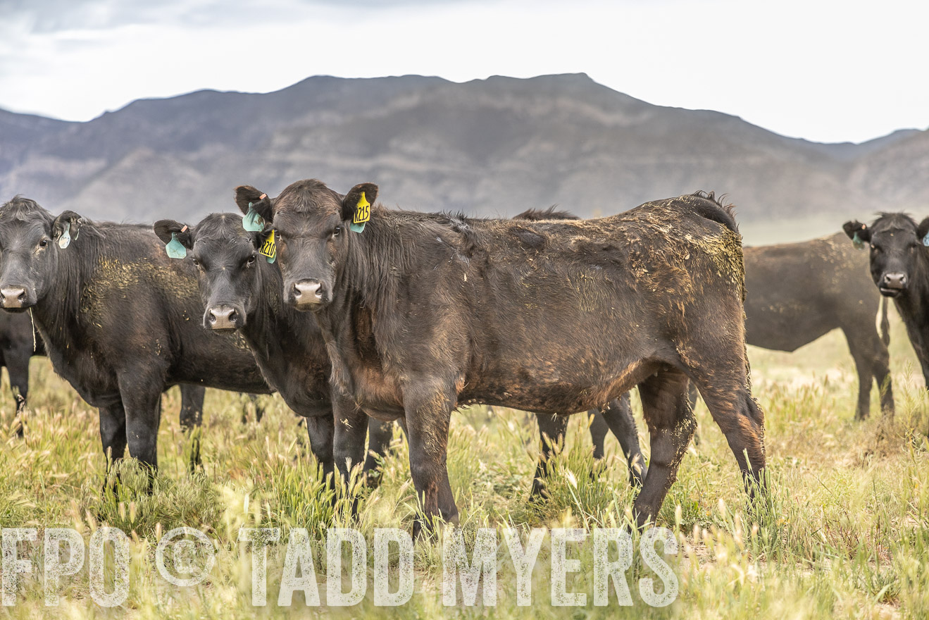 TMyers_PP_Perigo_Nevada_June2023-515238