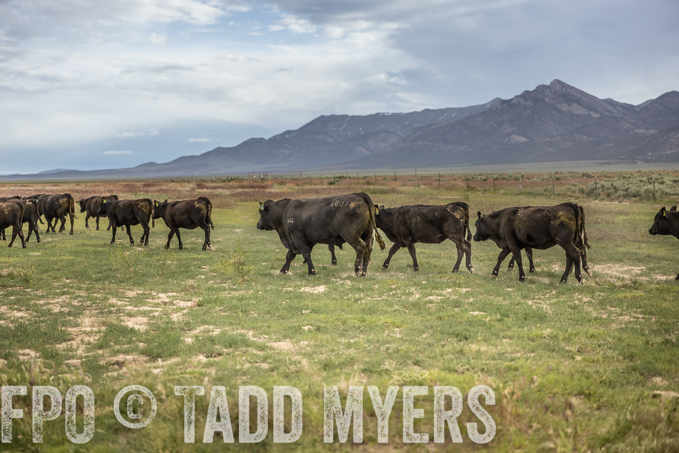 TMyers_PP_Perigo_Nevada_June2023-515246