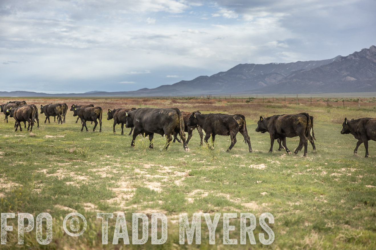 TMyers_PP_Perigo_Nevada_June2023-515251