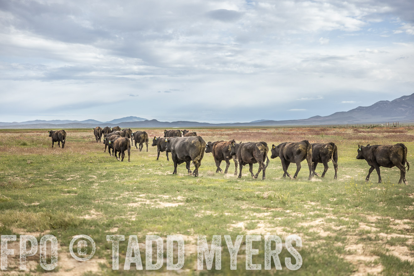 TMyers_PP_Perigo_Nevada_June2023-515255