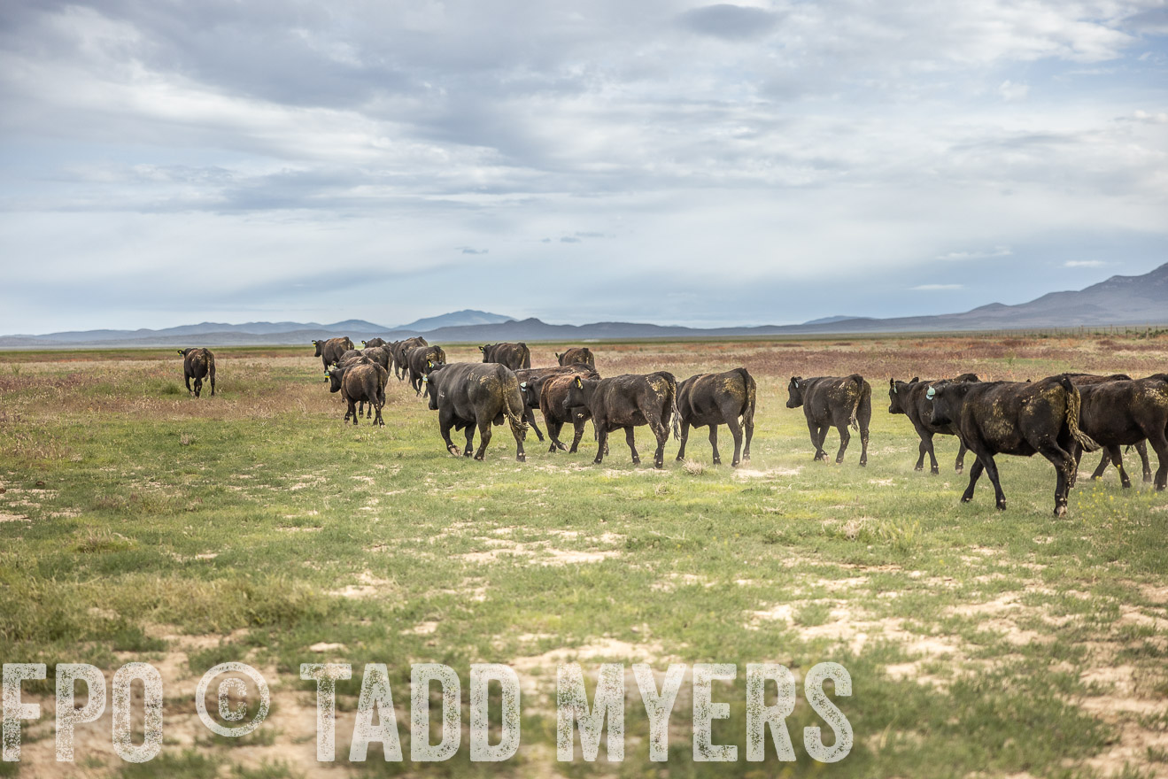TMyers_PP_Perigo_Nevada_June2023-515261