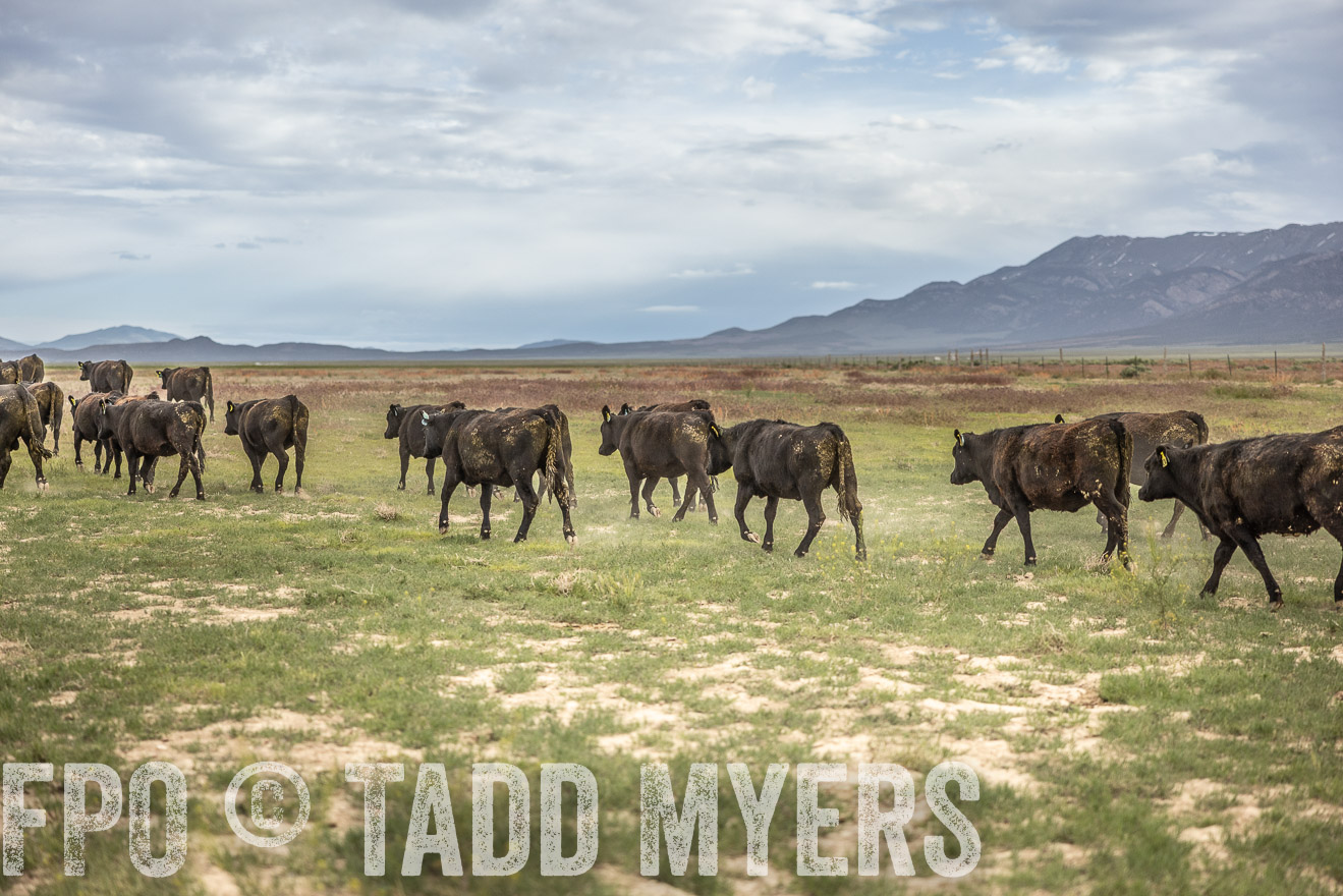 TMyers_PP_Perigo_Nevada_June2023-515265