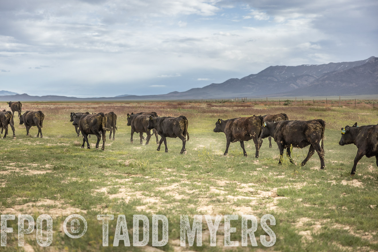 TMyers_PP_Perigo_Nevada_June2023-515267