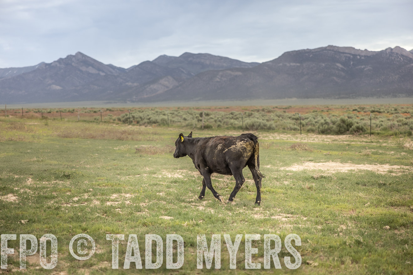 TMyers_PP_Perigo_Nevada_June2023-515274
