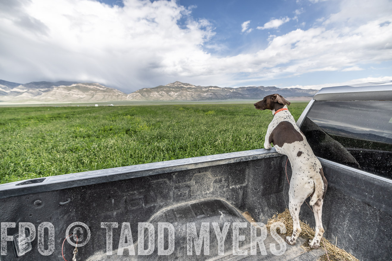 TMyers_PP_Perigo_Nevada_June2023-521733