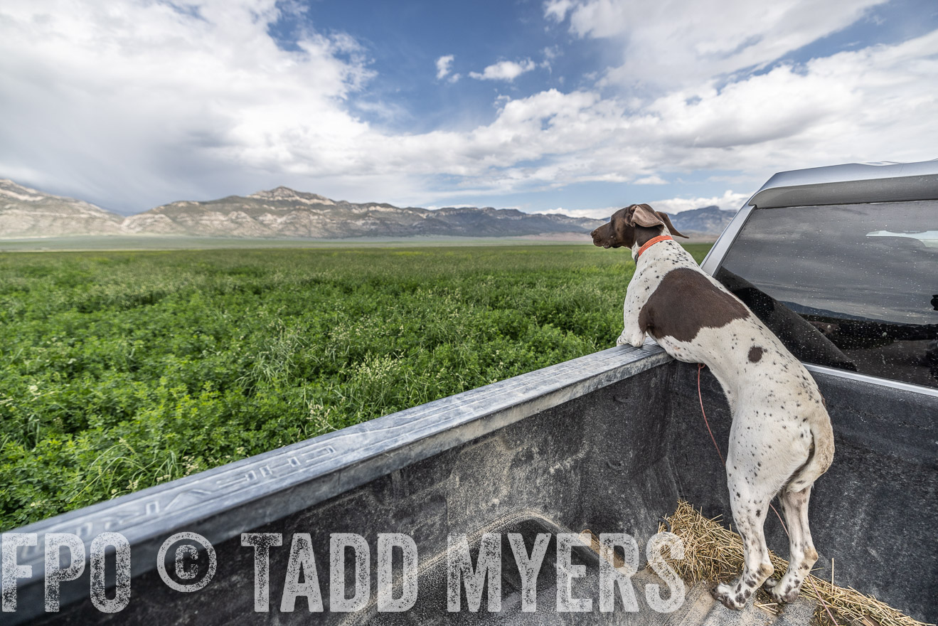 TMyers_PP_Perigo_Nevada_June2023-521739