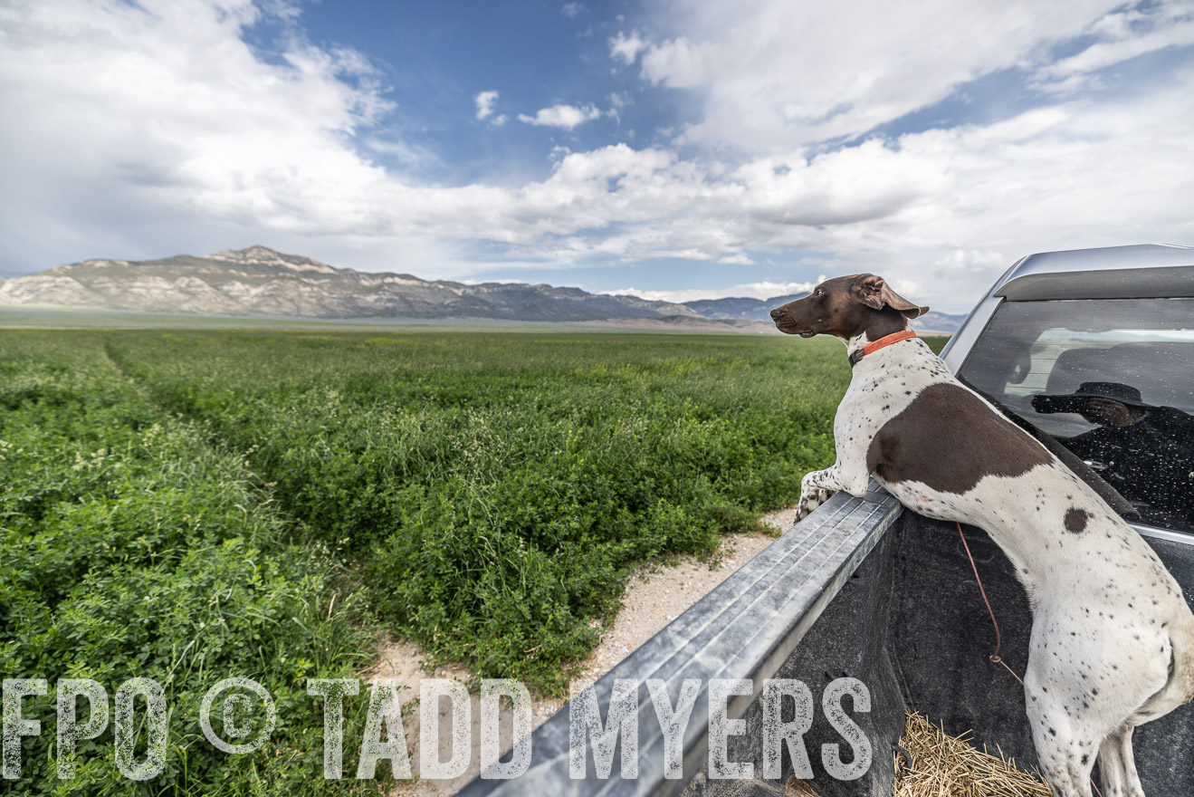 TMyers_PP_Perigo_Nevada_June2023-521742