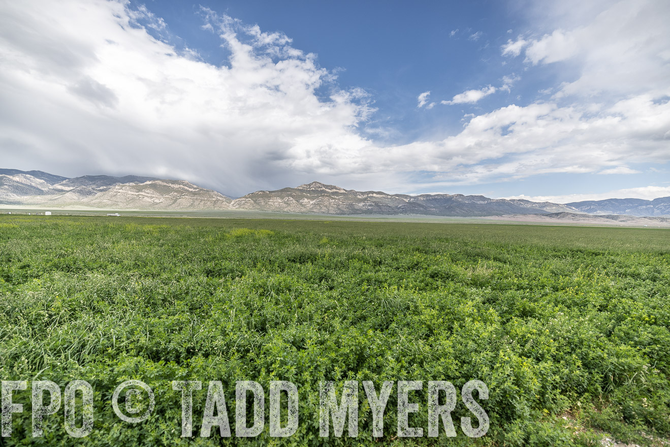 TMyers_PP_Perigo_Nevada_June2023-521749