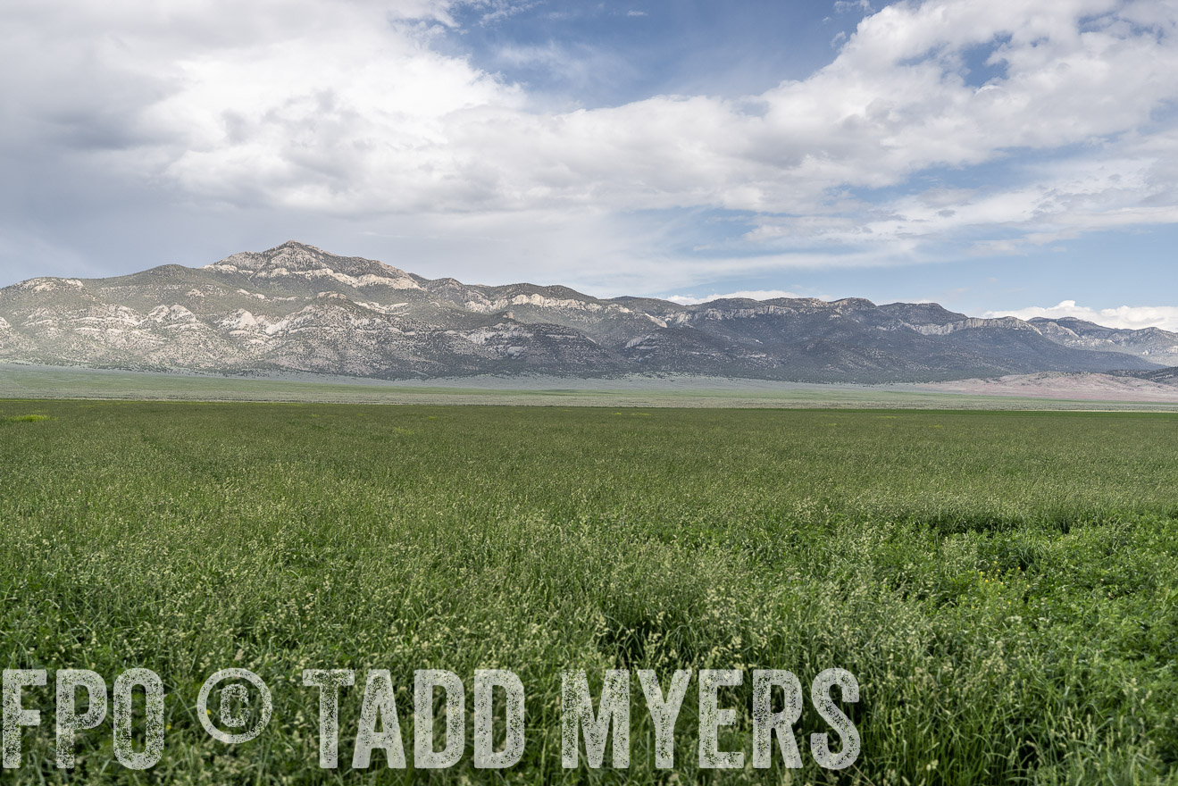 TMyers_PP_Perigo_Nevada_June2023-521753