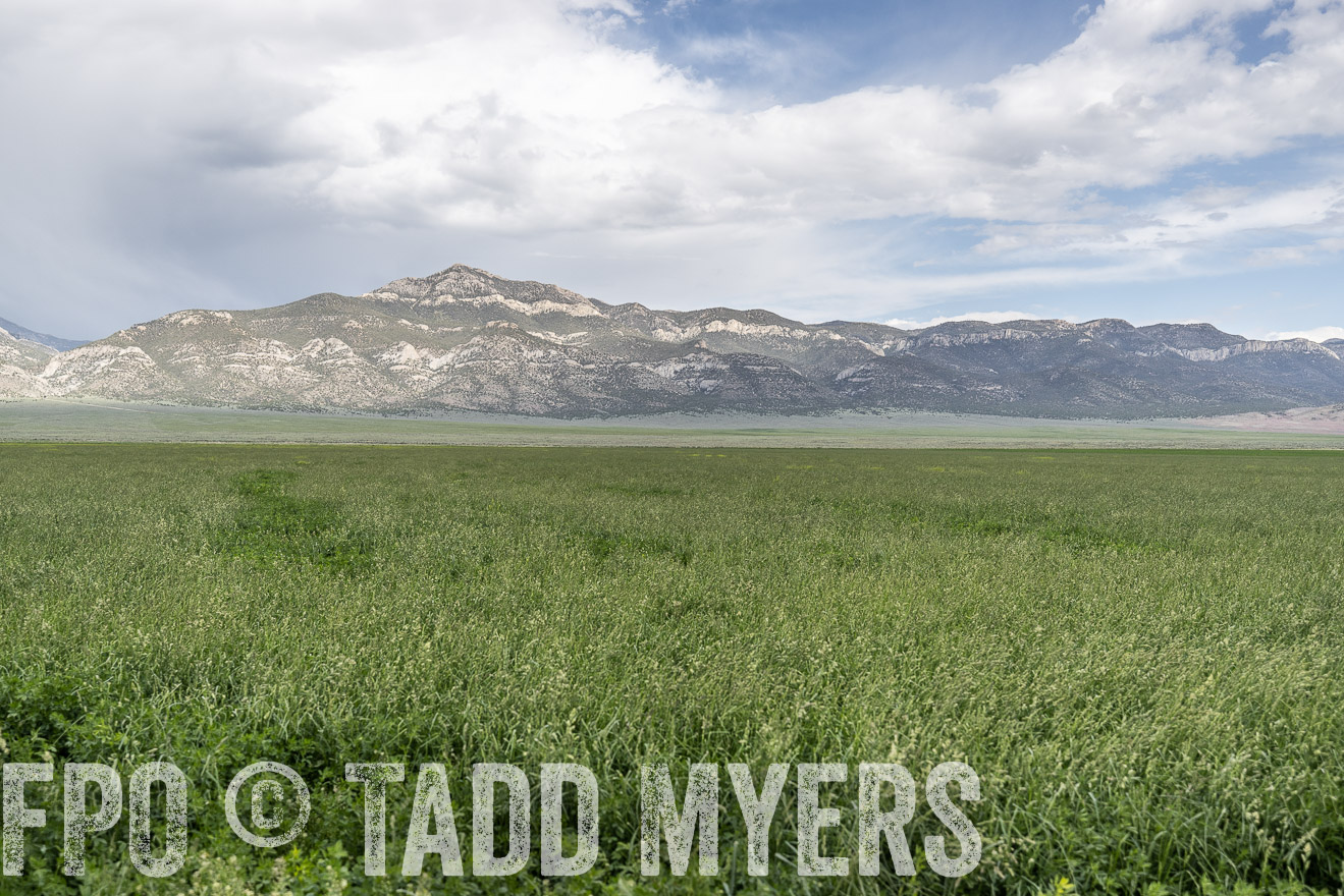 TMyers_PP_Perigo_Nevada_June2023-521756