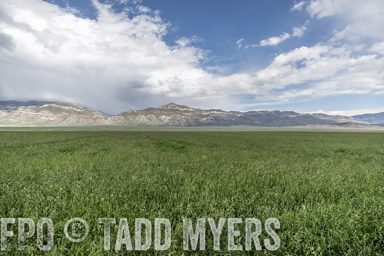 TMyers_PP_Perigo_Nevada_June2023-521760