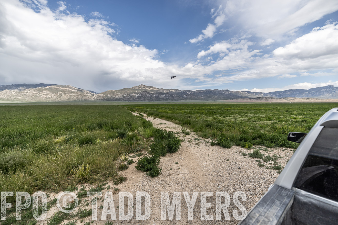 TMyers_PP_Perigo_Nevada_June2023-521804