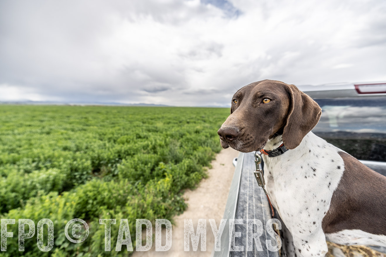 TMyers_PP_Perigo_Nevada_June2023-521824