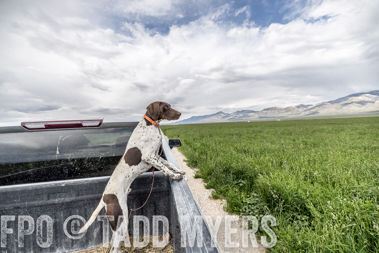 TMyers_PP_Perigo_Nevada_June2023-521838