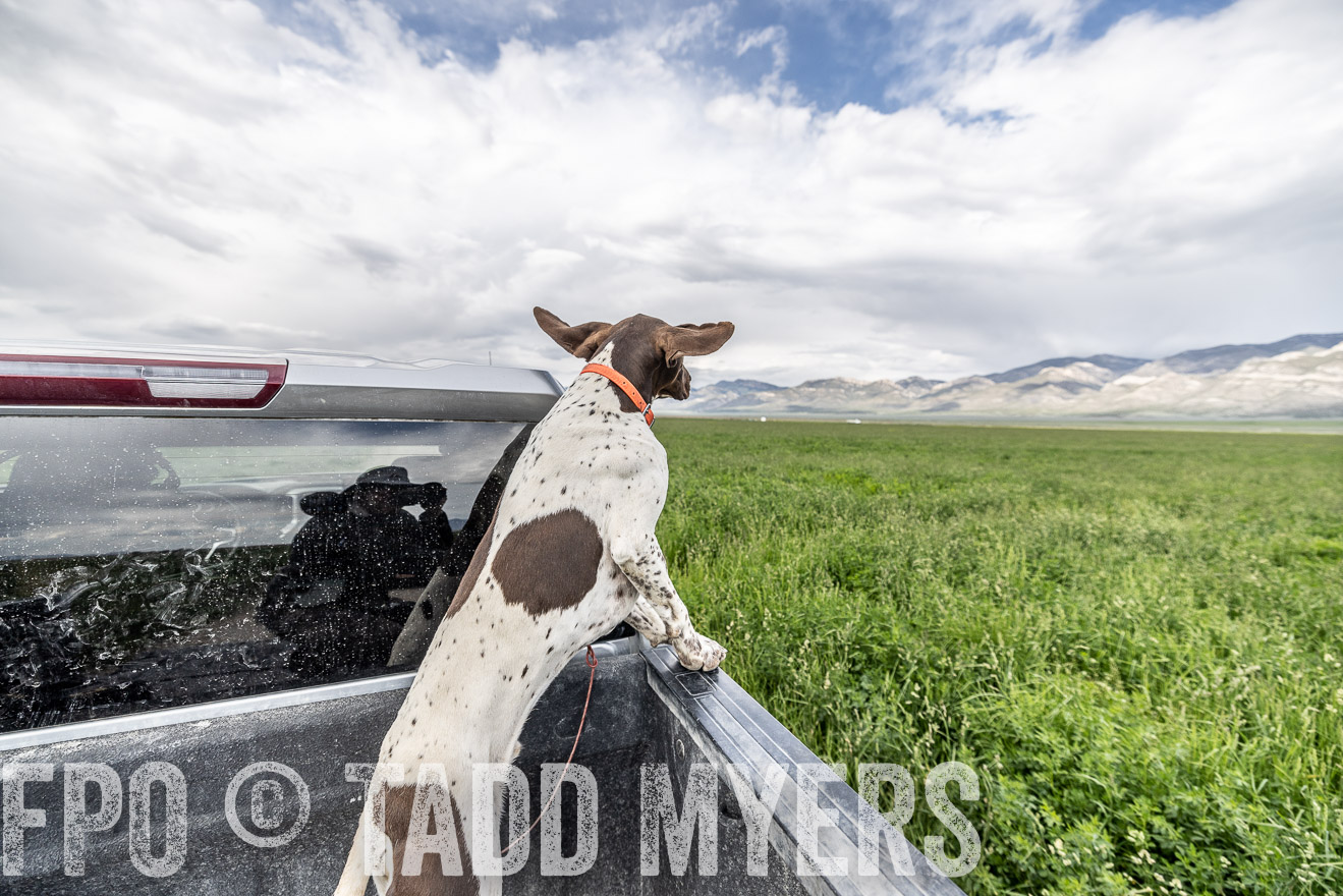 TMyers_PP_Perigo_Nevada_June2023-521843