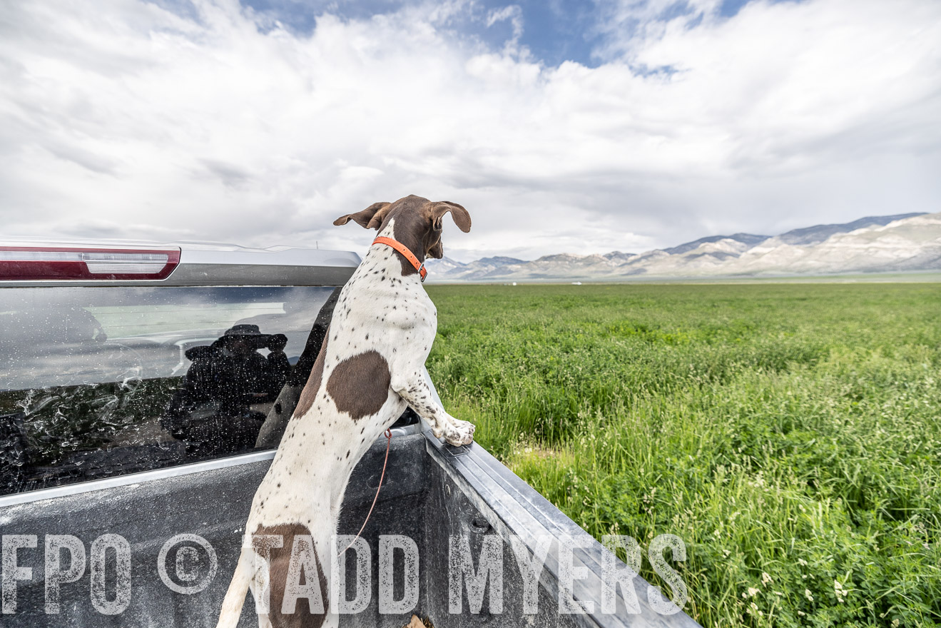 TMyers_PP_Perigo_Nevada_June2023-521845